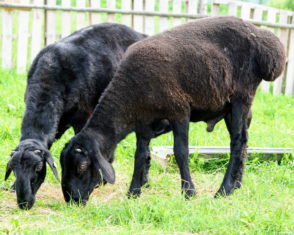 From the city to the village to herd sheep