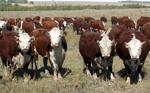 Российская компания не поставила фермерам Казахстана скот на сумму более полумиллиарда тенге