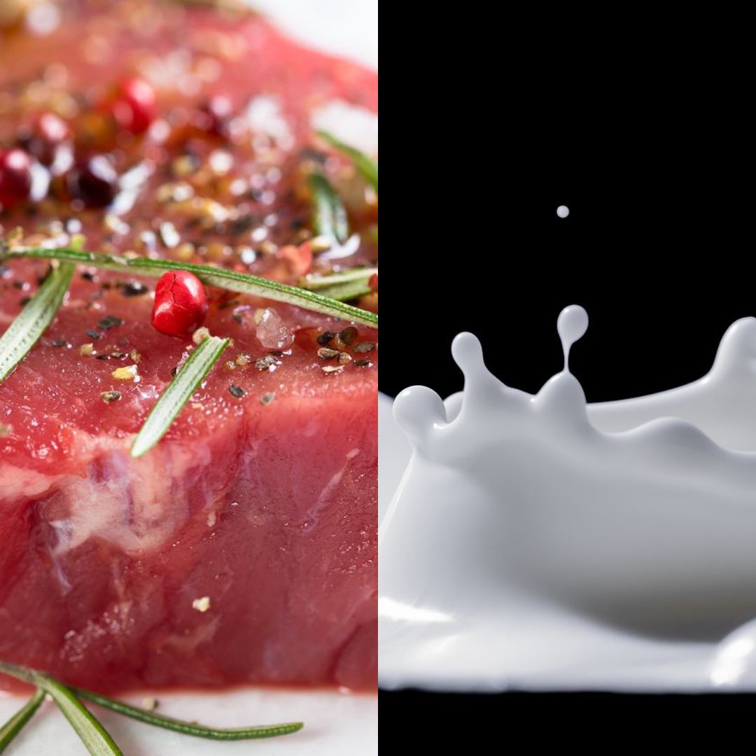 Milk or meat - which is better?