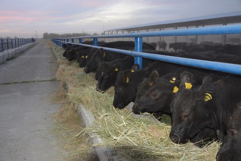 5 тыс. голов крупного рогатого скота закупят по программе «Сыбаға» в Жамбылской области