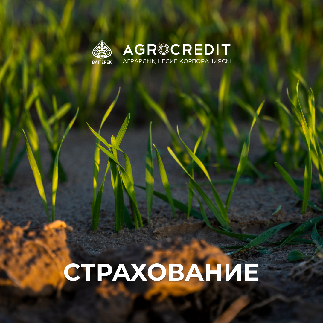 Acceptance of applications for insurance of crop areas against excess moisture in the soil has begun