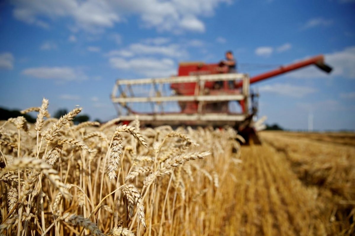 Сроки страхования посевов зерновых продлены до конца апреля