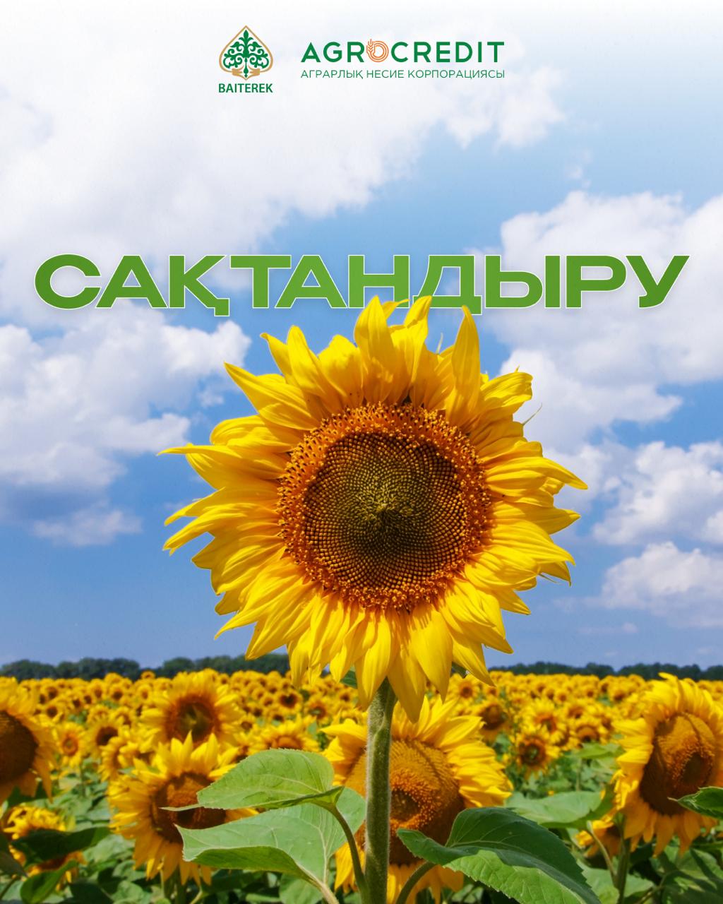 Жаздық дақылдарды сақтандыру