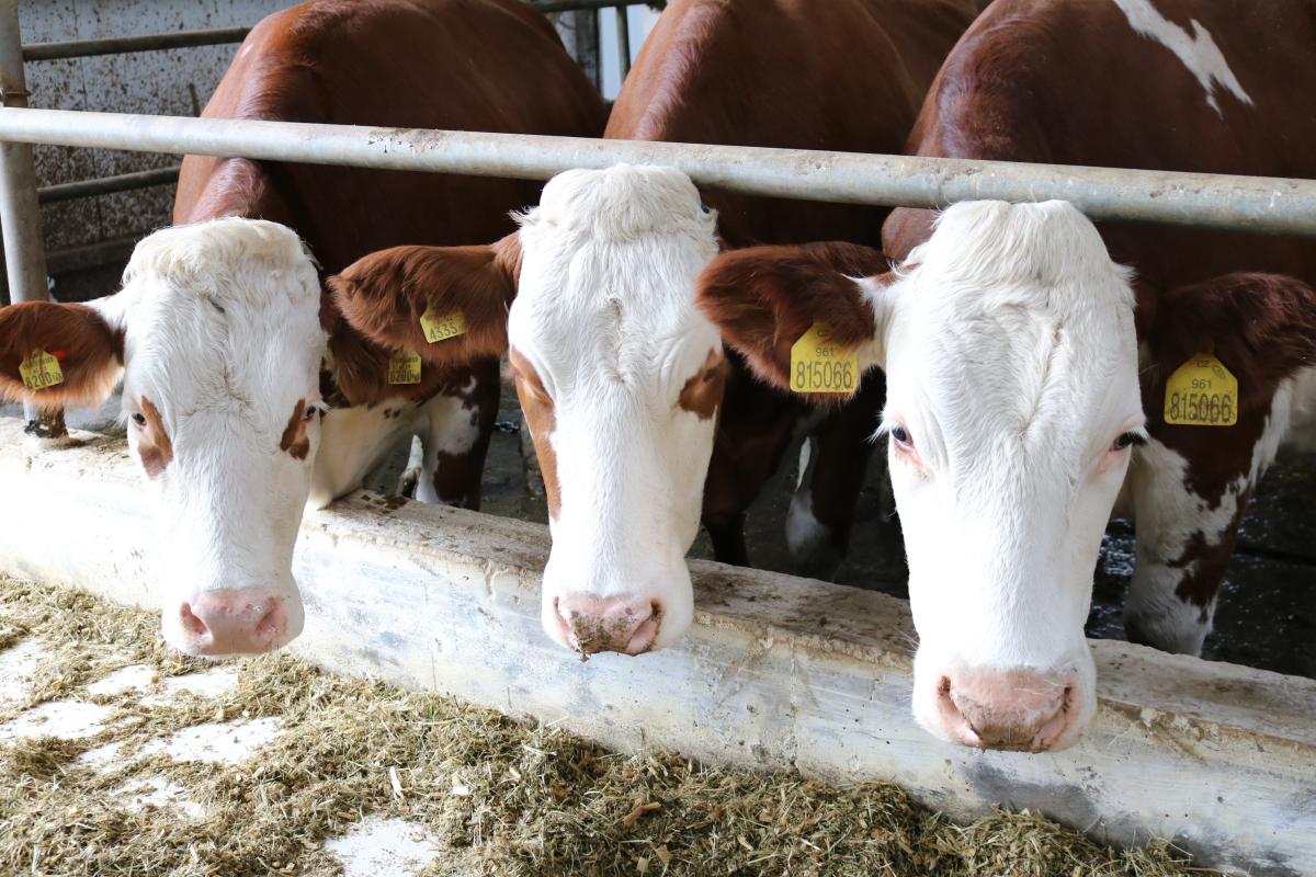 Потенциал молочного животноводства в действии