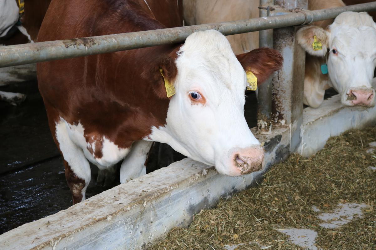 Потенциал молочного животноводства в действии