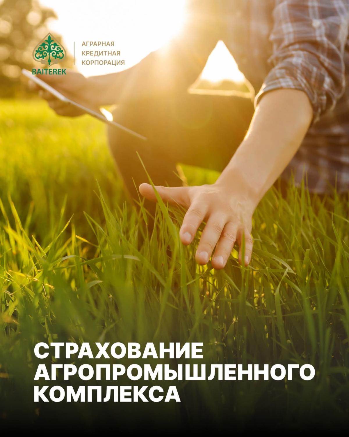 АО «Аграрная кредитная корпорация» информирует о начале приема заявок на субсидирование части страховых премий по договорам страхования в сфере растениеводства и животноводства.