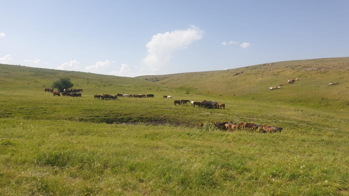 Horse breeding was not chosen by chance